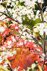 秋の桜と紅葉のコラボレーション