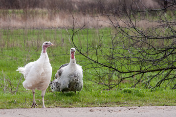 turkey female or gobbler closeup on a green grass background