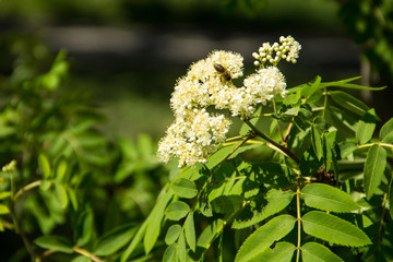 Rowan tree in bloom. Branch of white rowan tree flowers
