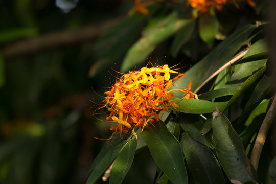 Orange Small flower of Asoke Tree