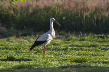  white stork (Ciconia ciconia). White stork in flight