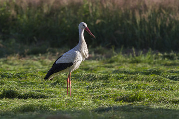  white stork (Ciconia ciconia). White stork in flight