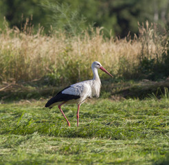  white stork (Ciconia ciconia). White stork in flight