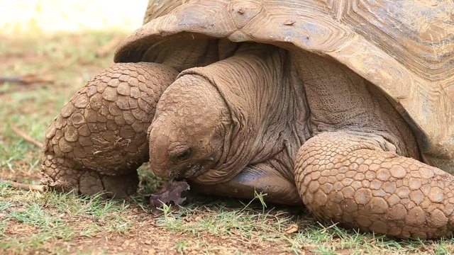 Giant turtles, dipsochelys gigantea in island Mauritius , Close up