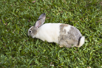 Rabbit. A little fluffy rabbit.
