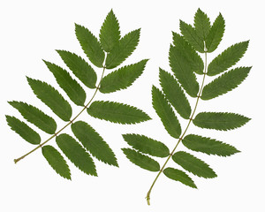 Leaf of a mountain ash, it is isolated on white