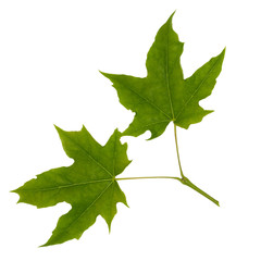 two isolated young maple leaves