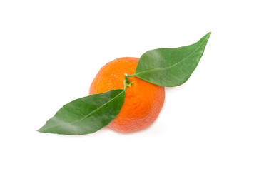 Mandarin orange on a small twig with two leaves