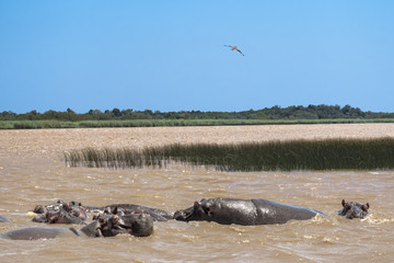 Fototapeta premium Isimangaliso wetland park south africa