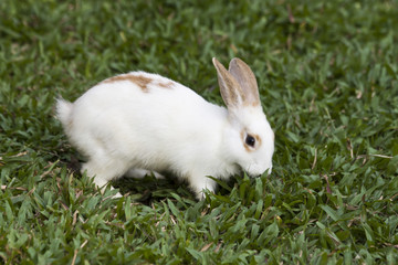 Rabbit. A little fluffy rabbit.