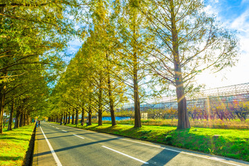 メタセコイア並木と道路