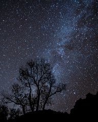 Milky Way Over Tree