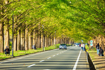 メタセコイア並木と道路