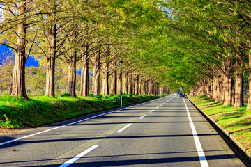 メタセコイア並木と道路
