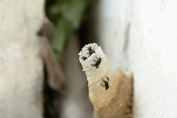 Stingless bee (Meliponini) is a bee-like insect. But the difference is not sting .