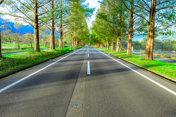 メタセコイア並木と道路