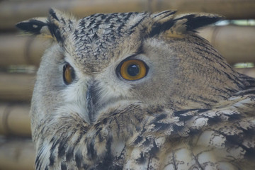 Beauty owl turning its head back