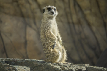 Cute surakat standing in the desert