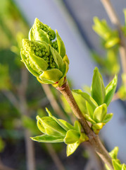 Photo of a young tree branch on dark background