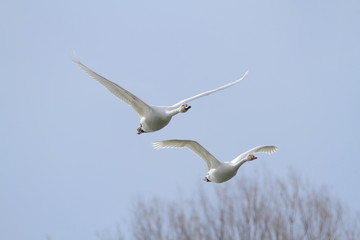 飛ぶ白鳥　Swan flying	