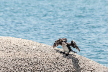 White Breasted Cormorant