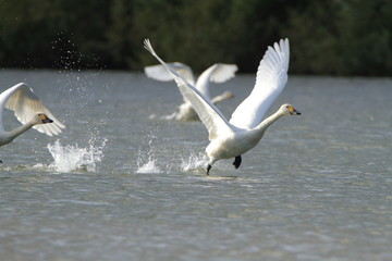 助走する白鳥　Swans take off	