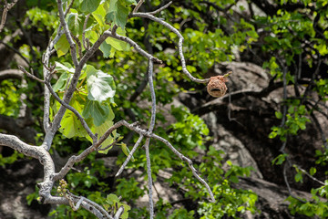 Lesser Masked Weaver Nest