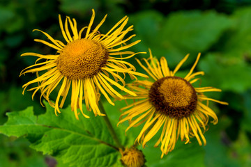 Photo of yellow wild flower in Carpathian mountains