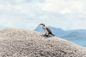 White Breasted Cormorant