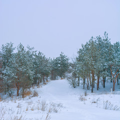 Photo of winter trees near snowy field