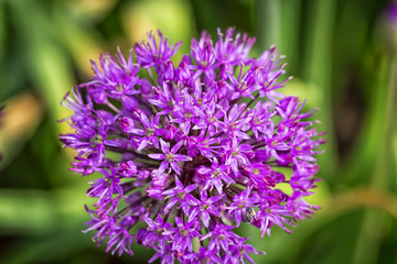 Allium alfatunense