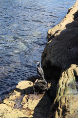 Bird warming in sun on rocks