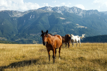 Fototapeta na wymiar Herd of horses in a highland