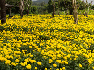 Obraz premium Marigolds field in the park 