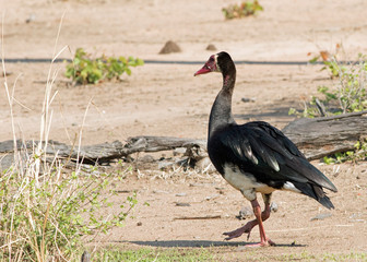 Fototapeta premium Spur winged goose (Plectropterus gambensis) walking on the open plains in South Luangwa National Park, Zambia