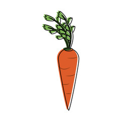 Carrot fresh vegetable icon vector illustration graphic design