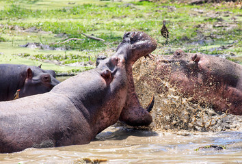 Fototapeta na wymiar Hippos having a fight with mouth wode open and showing sharp dangerous teeth, with splashing water. South Luangwa National Park, Zambia, Southern Africa