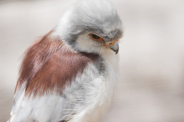 pygmy_falcon_2
