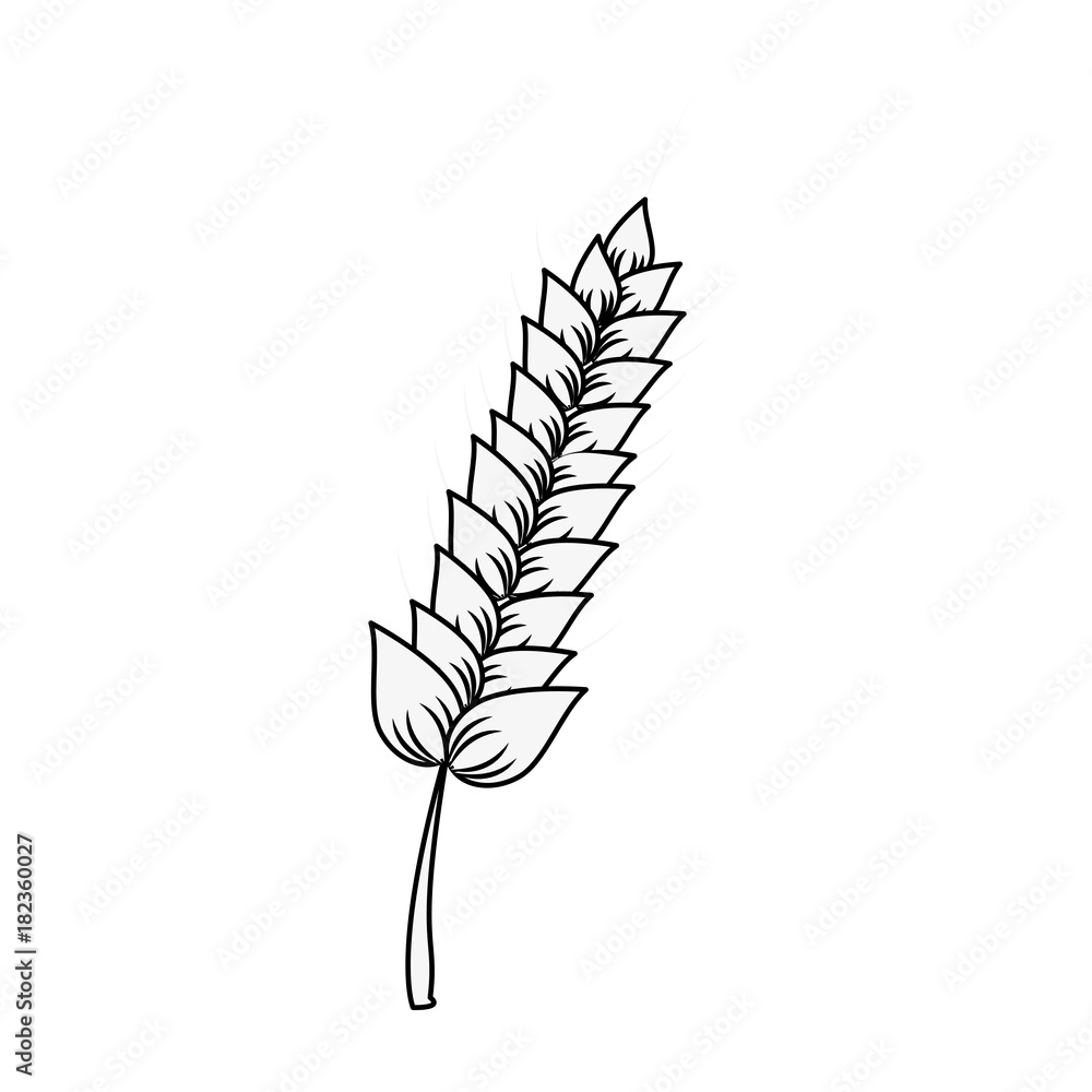 Poster Harvest of wheat symbol icon vector illustration graphic design