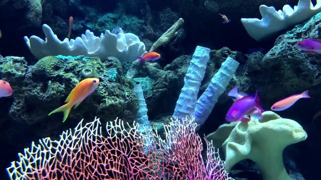 4K HD Video of many varieties of tropical fish swimming around in a coral reef. Coral reefs are diverse underwater ecosystems held together by calcium carbonate structures secreted by corals. 