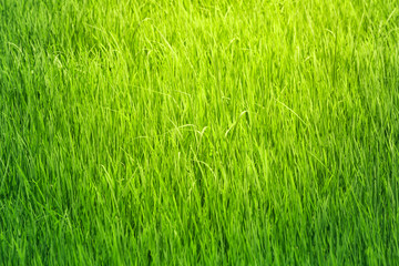 Obraz na płótnie Canvas Green grass field background
