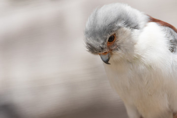 pygmy_falcon_1