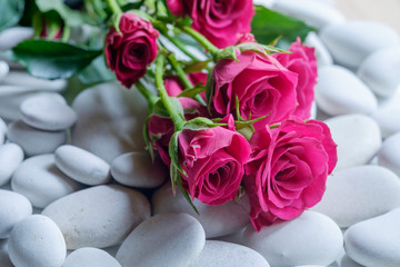 Розы на гальке