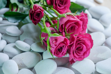 Розы на гальке