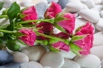 Розы на гальке