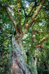 常緑樹、エコロジーイメージ
