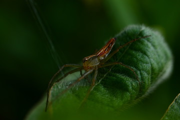 Spider