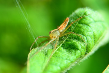 Spider