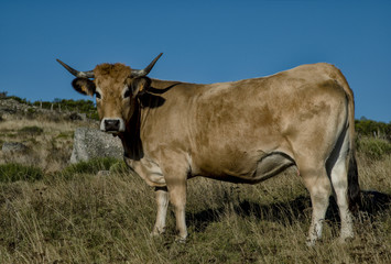 Vache aubracoise à Recoules-d'Aubrac, Lozère, France