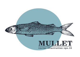 Hand drawn sketch seafood vector vintage illustration of mullet fish. Can be use for menu or packaging design. Engraved style. Vintage illustration.